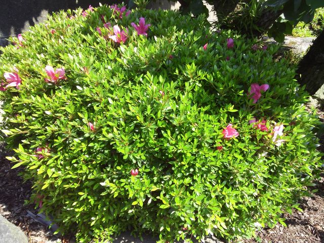 �v����_�v���Ďs���E���Z���^�[