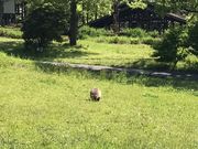 G̋dO[p[N򐅃Lv̓eʐ^1