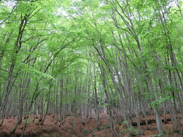 �u�i�̖؁X_���l��