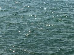 ���Ȃ���̔��l�ւ̓��e�ʐ^1