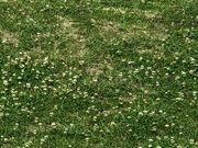 ���Ȃ���̖��c���X�ь����̓��e�ʐ^1