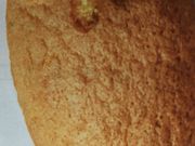 񂯂񂳂̐璹ˌ{X̓eʐ^1