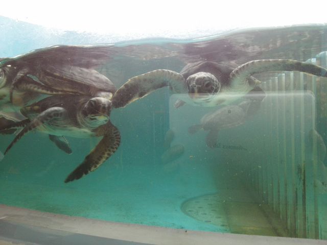 �E�~�K���̎q��_���{�C������