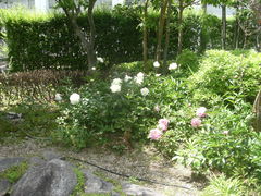 ibokororiPacelaipZ[jւ̓eʐ^2