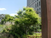 ibokorori�����Pacela�i�p�Z�[���j�̓��e�ʐ^3