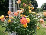 �X�k�v����̃��t���b�V���p�[�N�L�Y�^�o���^�R�X���X�̓��e�ʐ^1