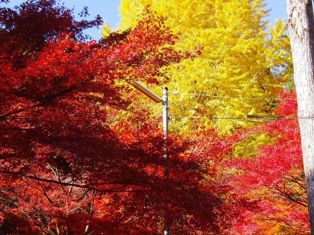 秋の紅葉と大イチョウ_大洞院