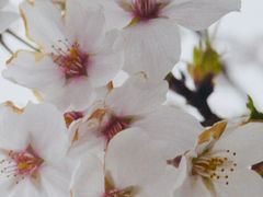 みっちゃんさんの城山公園と江合川堤防の桜の投稿写真1
