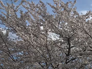 �݂�����񂳂�̏�R�����̍��̓��e�ʐ^1