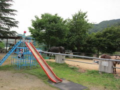 �����̂��ӂ�����q��̎ʐ^2