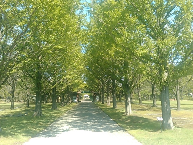 h}̃PnɂȂ肻łB_ԌnEϏ܉iHc_ƌCZ^[j