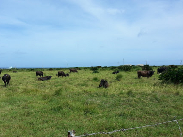 �Y��Ȍi�F_�����q��