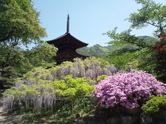 ゆみぶさんの前山寺の藤の花への投稿写真1