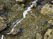 ҁ[̂̍ؓߌC݂̓eʐ^1