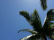 �ҁ[�̂���̃E�u���h���̃��G���}���V�Q���̓��e�ʐ^1