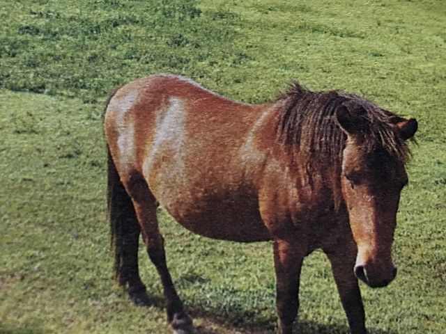 �ΏB�n_����ӂꂠ���q��