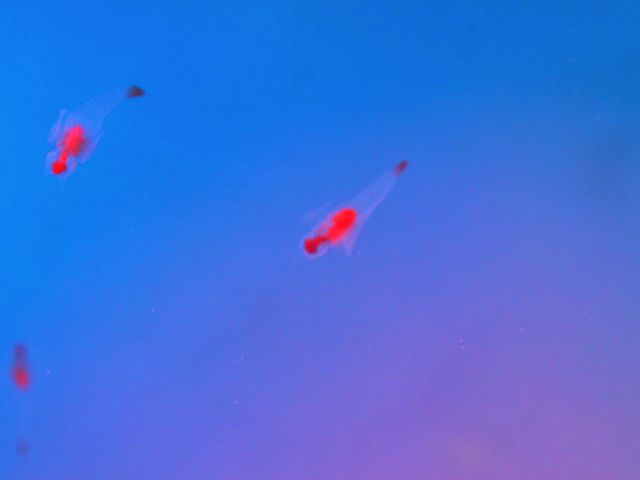 �N���I�l_�V�����ۂ�T���s�A�U������