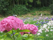 ҁ[񂳂̋TȐҊ̓eʐ^6