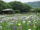 のんちゃんさんの大和中央公園花しょうぶ園の投稿写真1