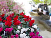 ݁B̓̉w OF 翂̗̓eʐ^4