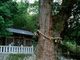 世田谷区等々力の住人さんの大湫神明神社の大杉の投稿写真1