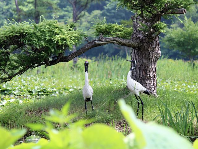 ���B�̃c���̃I�u�W�F_�߂̓�����