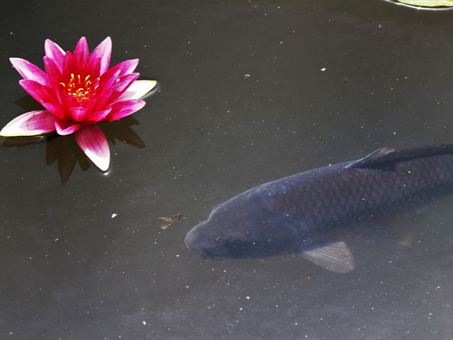 ��_�߂̓�����