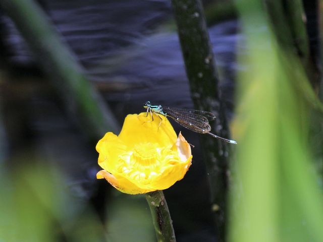 �g���{_�߂̓�����