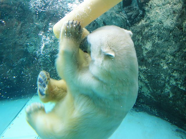 �v�[���ł͂��Ⴎ�z�b�L���N�O�}_���R������