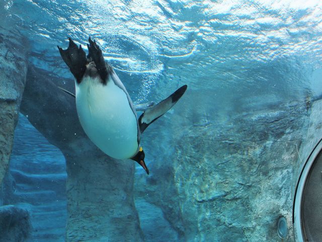 ���ԃy���M��_���R������