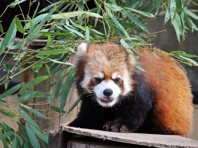 ���b�T�[�p���__���R������