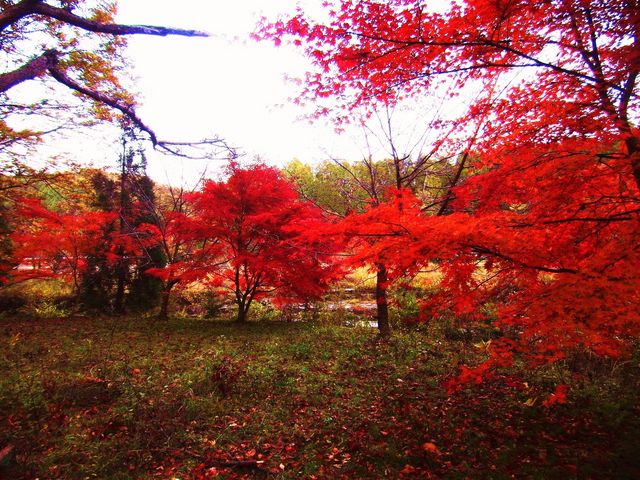 �L������������ōg�t���Ă��܂���_�i�˗��J�����т����̐X