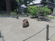 花ちゃんさんの安国寺（長崎県壱岐市）の投稿写真3