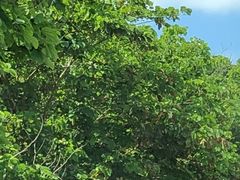 ݂̋BROSR[Xւ̓eʐ^1