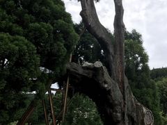 ZUNDAMさんの阿弥陀杉の投稿写真1