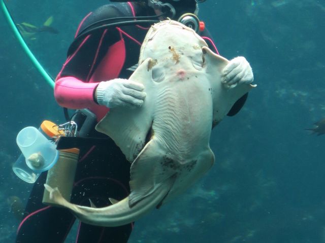 ����������̃T��_���c�C��������