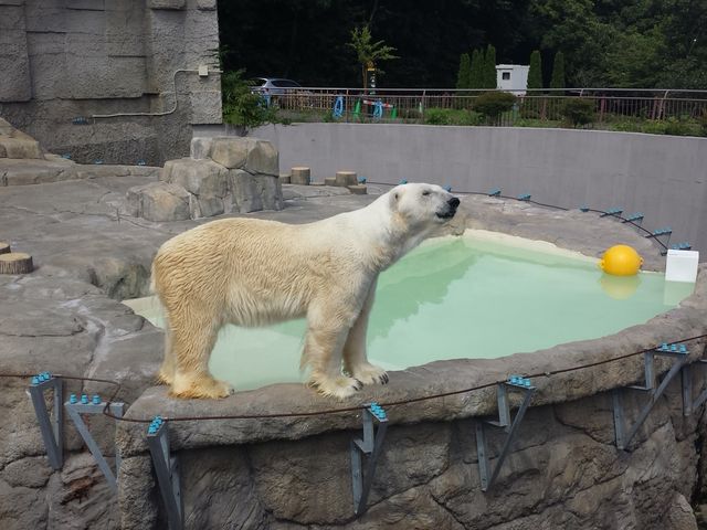 �ԋ߂ɓ���_�~�R������