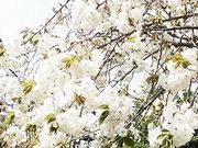 tXs[h̍ŕفu̎v̓eʐ^1