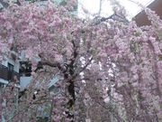 ���񂿂�񂳂�̖єn���V�{�����̓��e�ʐ^1