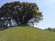 sasa񂳂̍]cDRÕ̓eʐ^1