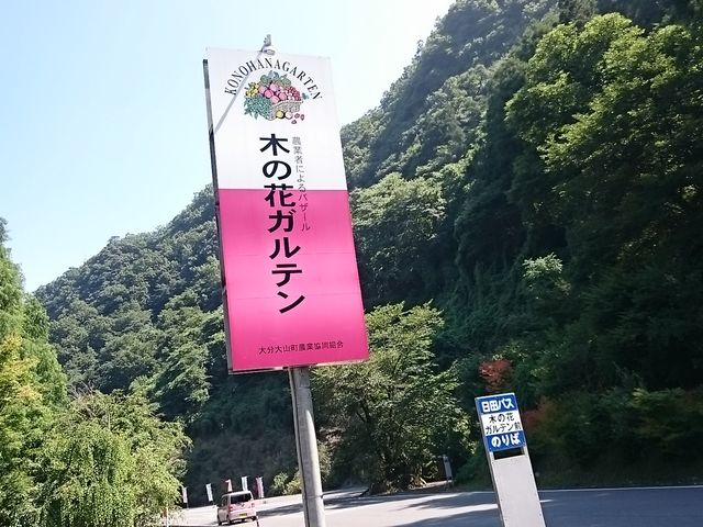 ���c�X�������ɂ���܂�_�؂̉ԃK���e�����̂����X�g����