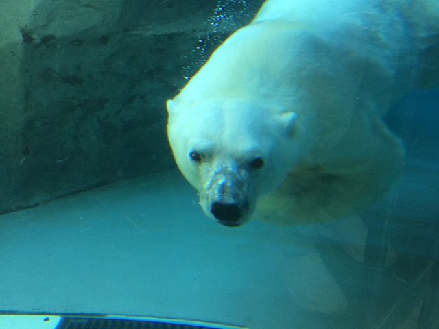 ���낭�ܑ唗�͂ł����I_���R������