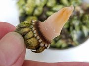 �Ƃ����񂳂�̍]��C������̓��e�ʐ^3