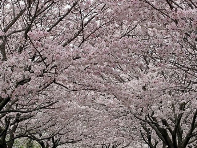 JOE����̂x�����E�V�̐X�����̓��e�ʐ^1