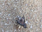 Ђ񂳂21I̐Xr[`̓eʐ^2