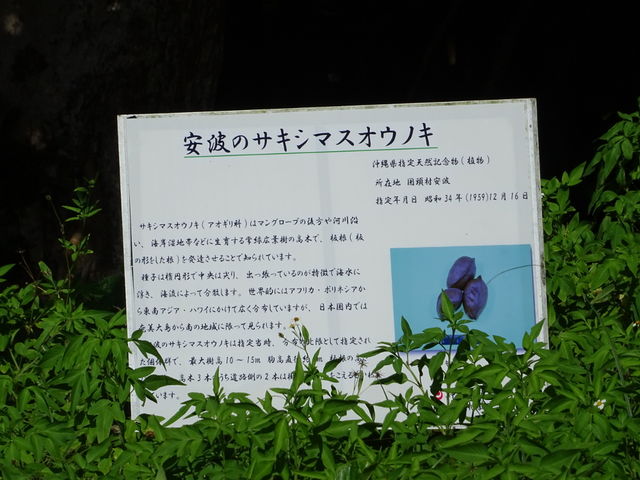 ^񂳂̈g̃TLV}XIEmL̓eʐ^1