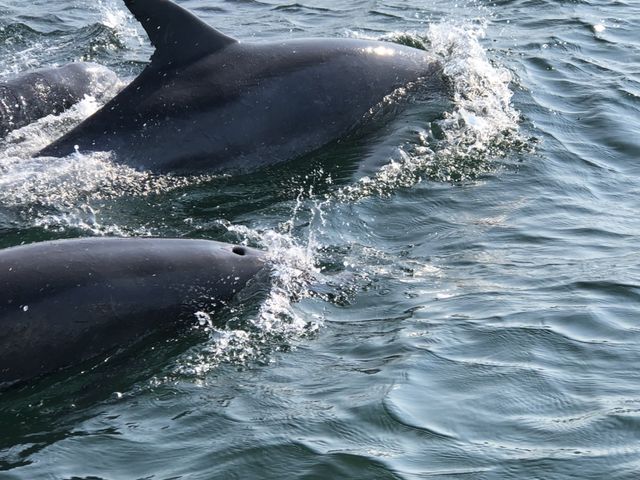 �߂��ł��A���͂���܂�_�V���ό��C���J�E�H�b�`���O �h���t�B���N���[�Y