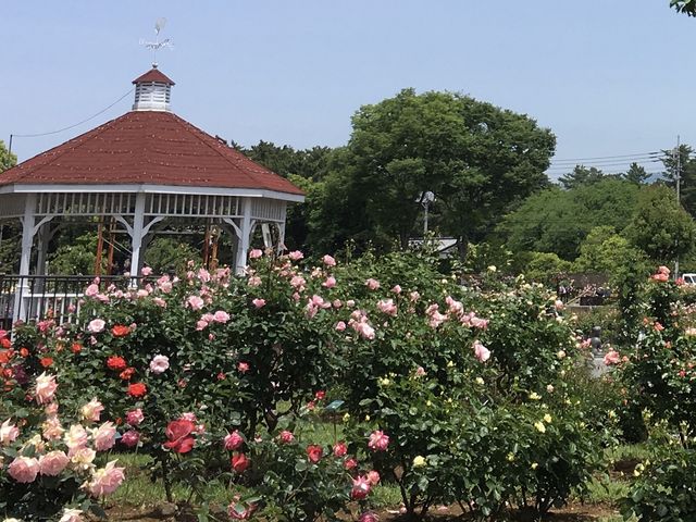 �����̎l���B���Ńt���[�g�𐁂��Ă���������܂����B_�~�������΂牀