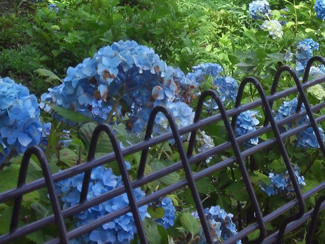 �������̃A�W�T�C_�O�����E���򂠂��̂�܂̓�