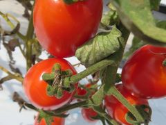 ĂFARM@KEIւ̓eʐ^3